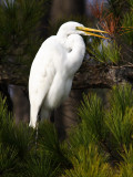 Great Egret Saying Hello