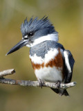 Belted Kingfisher