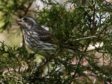 Purple Finch (female)