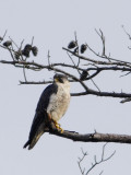 Peregrine Falcon