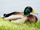 Mallard (male)