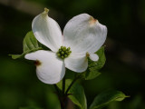 Dogwood Blossom