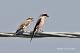 Averla cenerina (Lanius minore)