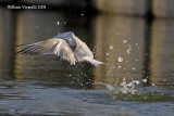 Sterna comne  (Sterna hirundo)