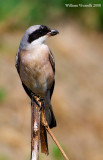 Averla cenerina (Lanius minor)