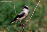 Averla cenerina (Lanius minor)