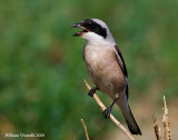 Averla cenerina (Lanius minor)