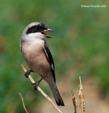 Averla cenerina (Lanius minor)