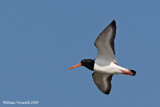 Beccaccia di mare (Haematopus ostralegus)