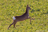 Capriolo (Capreolus capreolus)