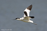 Avocetta (Recurvirostra avosetta)