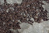 Miniottero (Miniopterus schreibersii)