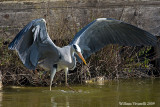 Airone cenerino (Ardea cinerea)