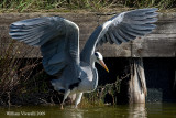 Airone cenerino (Ardea cinerea)