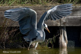 Airone cenerino  (Ardea cinerea)