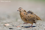 Quaglia comune (Coturnix coturnix)  