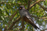 Falco cuculo (Falco vespertinus)