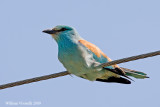 Ghiandaia marina  (Coracias garrulus)  