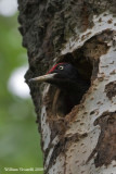 Picchio nero (Dryocopus martius)