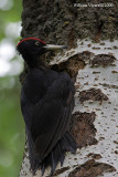 Picchio nero (Dryocopus martius) 