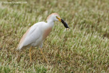 Airone guardabuoi  (Bubulcus ibis)