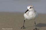 Piovanello tridattilo (Calidris alba)  