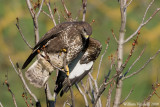 Poiana (Buteo buteo)