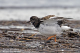  Voltapietre (Arenaria interpres)