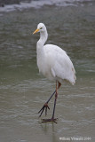 Airone bianco maggiore (Casmerodius albus )