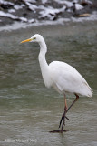 Airone bianco maggiore (Casmerodius albus )