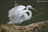 Airone bianco maggiore (Casmerodius albus )