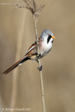 Basettino  (Panurus biarmicus)