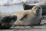 Foca comune (Phoca vitulina)
