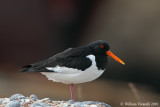 Beccaccia di mare (Haematopus ostralegus)  