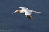 Sula (Morus bassanus)