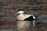 Edredone (Somateria mollissima)