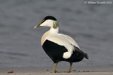 Edredone (Somateria mollissima)