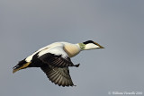 Edredone (Somateria mollissima)