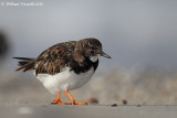 Voltapietre (Arenaria interpres) 