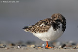 Voltapietre (Arenaria interpres)