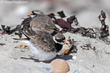 Corriere grosso (Charadrius hiaticula)  