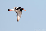 Beccaccia di mare (Haematopus ostralegus)  