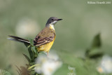 Cutrettola (Motacilla flava)  