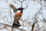 Saltimpalo (Saxicola torquatus )