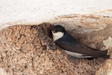 Balestruccio (Delichon urbicum)