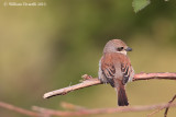Averla piccola (Lanius collurio)