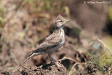 Cappellaccia (Galerida cristata)