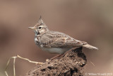 Cappellaccia (Galerida cristata)