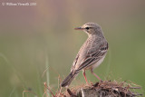 Calandro (Anthus campestris)