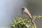 Strillozzo (Emberiza calandra)